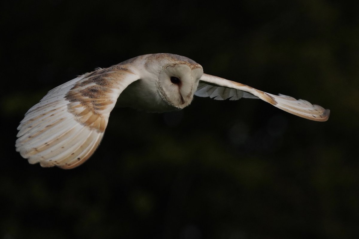 First light today - Barn Owl in flight through tree line!

#PhotoHour 
#BBCWildLifePOTD 
#Birds photography
#BirdsOfTwitter
⁦<a href="/Natures_Voice/">RSPB</a>⁩
⁦<a href="/NatureUK/">NatureUK</a>⁩ 
⁦<a href="/WildlifeMag/">BBC Wildlife</a>⁩ 
⁦<a href="/BBCSpringwatch/">BBC Springwatch</a>⁩ 
⁦<a href="/BBCCountryfile/">BBC Countryfile</a>⁩