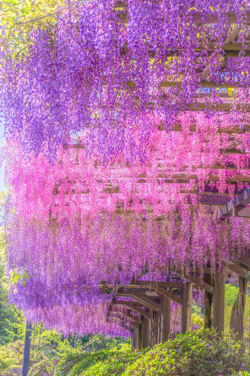 asagi_photo0921's tweet photo. 優美な藤色のカーテン。 https://t.co/pFskslePU5