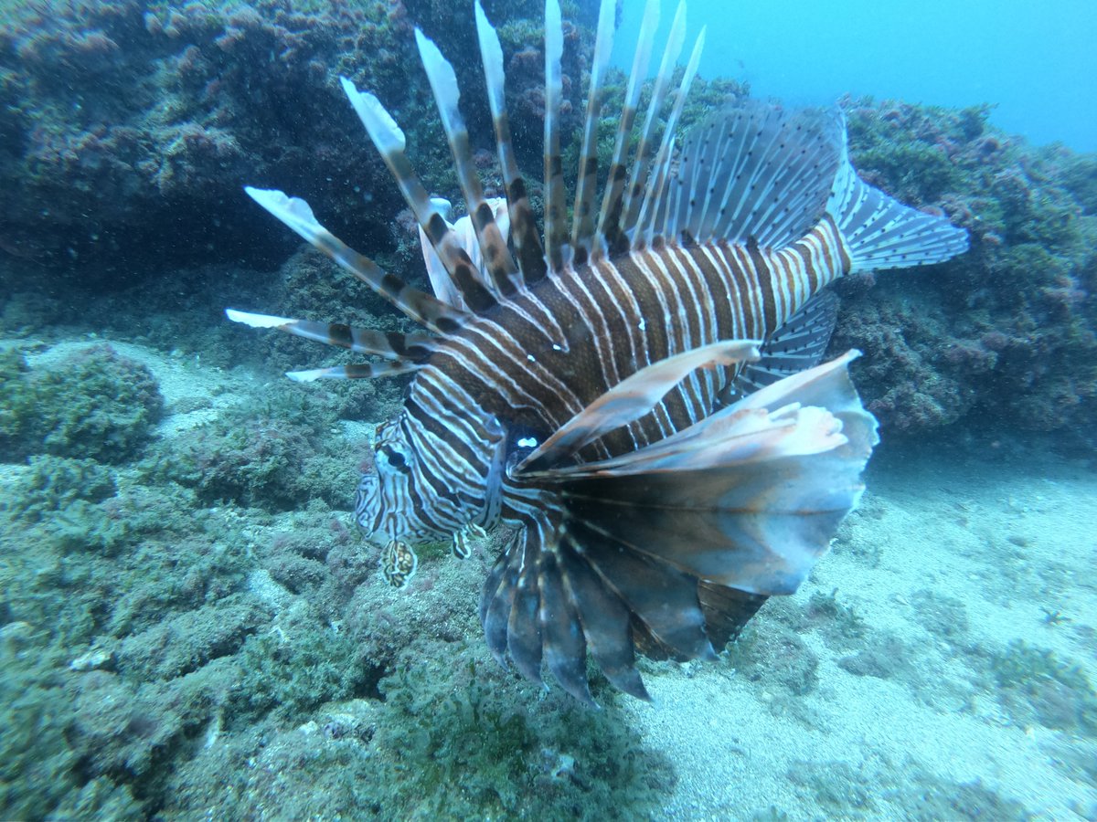 UN_FAO_GFCM's tweet photo. 🟢Webinar on Non-Indigenous Species: Pilot Project in the #eastern #Med.

📌Kick-start the creation of a network &amp; provide expert advice on #NIS monitoring, emerging problems, experiences &amp; good practices in management &amp; control through fisheries. 

#NISeasternMED #MedSea4Fish https://t.co/B9cBL52zLP