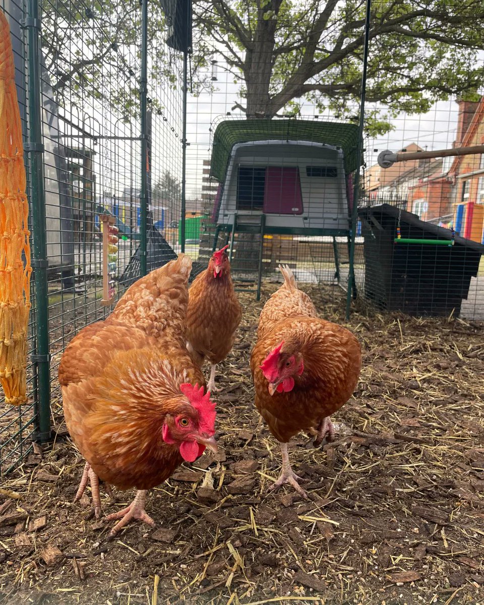 Getting a bird's eye view of @CrowlandPrimary today! 🐔 

#accentcateringnutrition #accentcatering #chickens #freerangechickens
