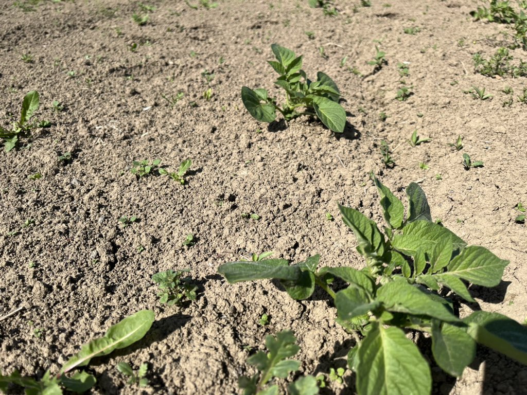 トラクターで耕しても勝手に生えてくる野菜たち
人間が手をかけなくても成長していく
消毒もしてないのに虫もつかない
野菜のワイルドな生命力✨