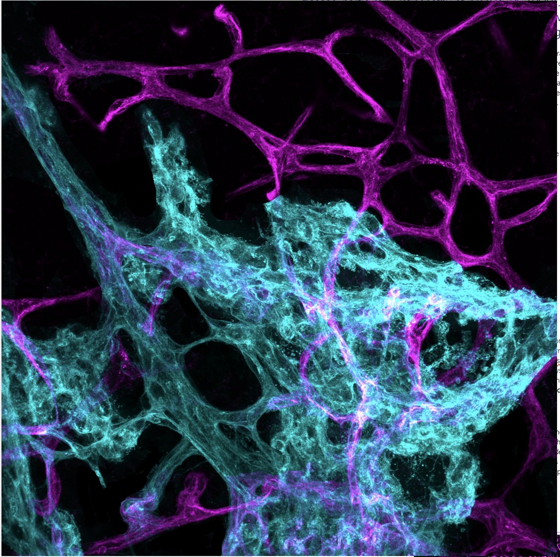 Less than a week to #ARVO2023. Come visit us at Booth #1248 to learn more about us (and check out some more cool images like this OIR Tuft)

#RetinalDisease #preclinicalCRO #Belfast