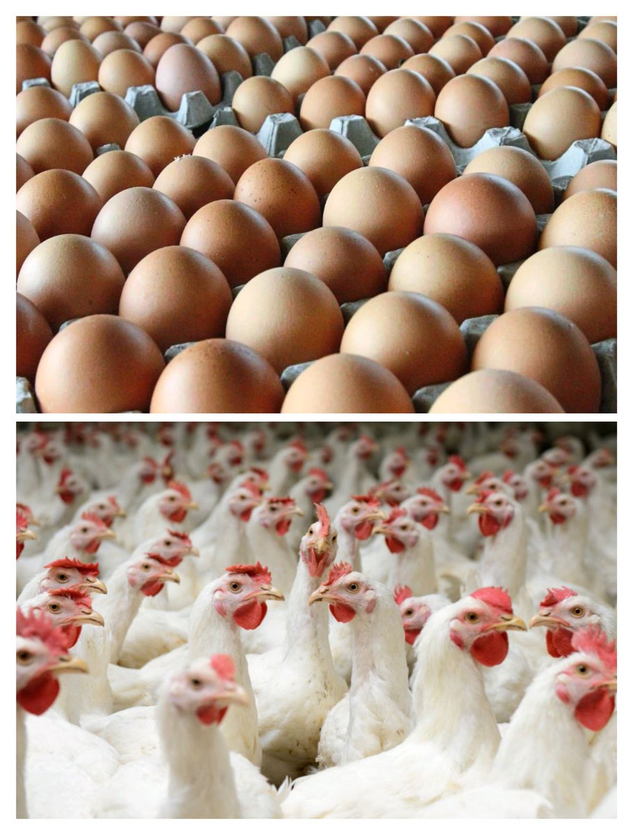 MMC1102C23's tweet photo. The issue of chickens and eggs supply through ceiling price still remains during and after Eid-fitri.

(A THREAD)
#COM201
#MMC1102C23
#RayaAidilfitri2023 https://t.co/nOJ5aRx0y2