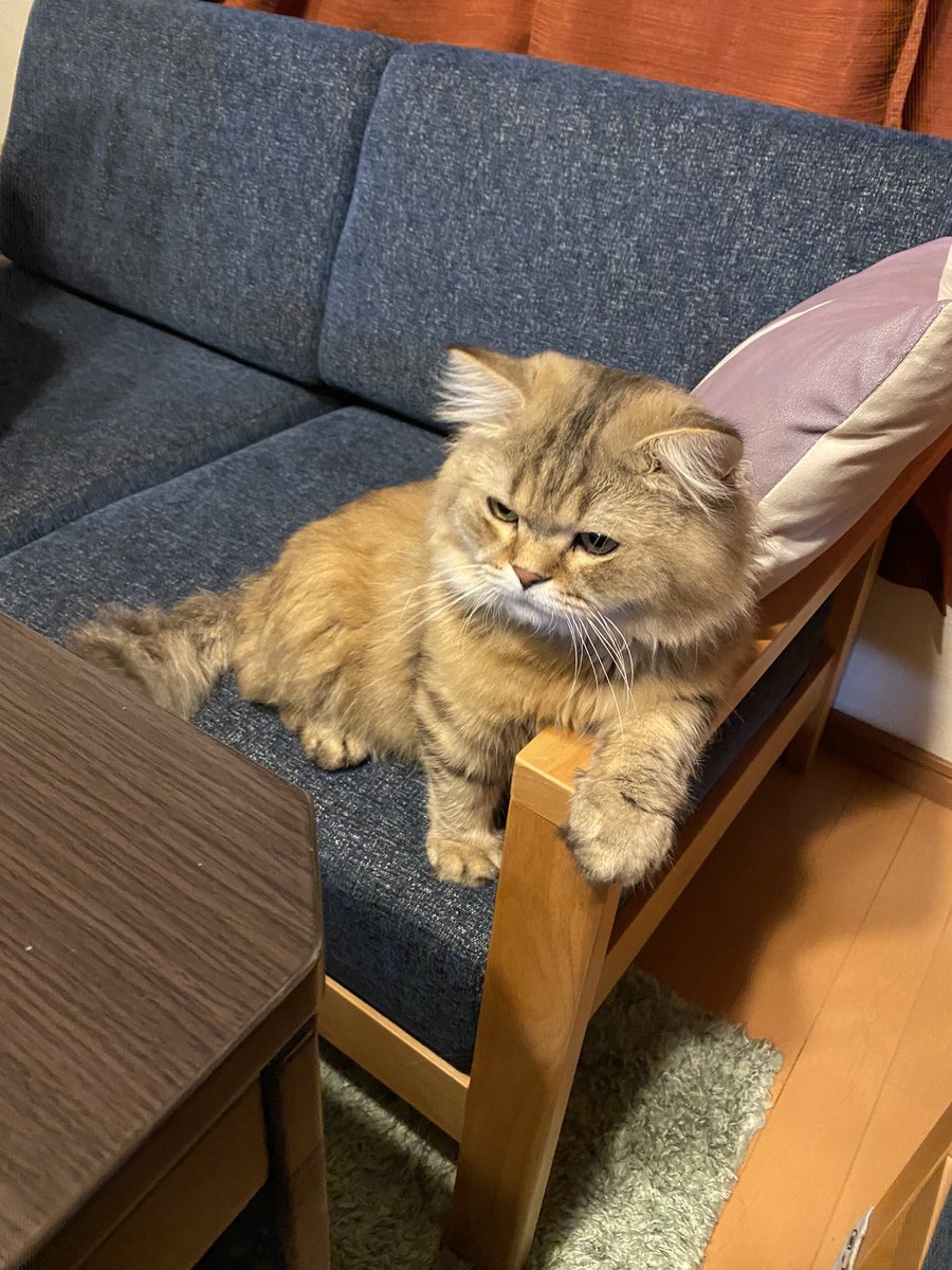 shunkdo's tweet photo. あのー
そこ、おれの席なんだけど…
いえ…なんでもないです

#TASKY→ https://t.co/ym14Jnt4PG
#席を取られる
#ちゃんと肘掛け使うタイプ
#ジャマだが退いてと言えない
#でも可愛いから許す https://t.co/9OrJZbT4Br
