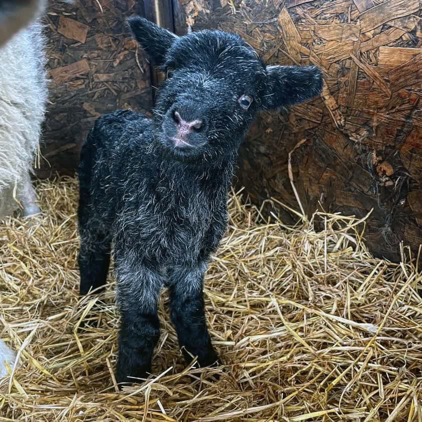 Say hello to Cucumber 💚 A very happy little chappy, less than 8 hours old ☺️ Welcome to the world little Cucumber! #Herdwick #HerdwickLamb #Lamb #Lambing #Herdy