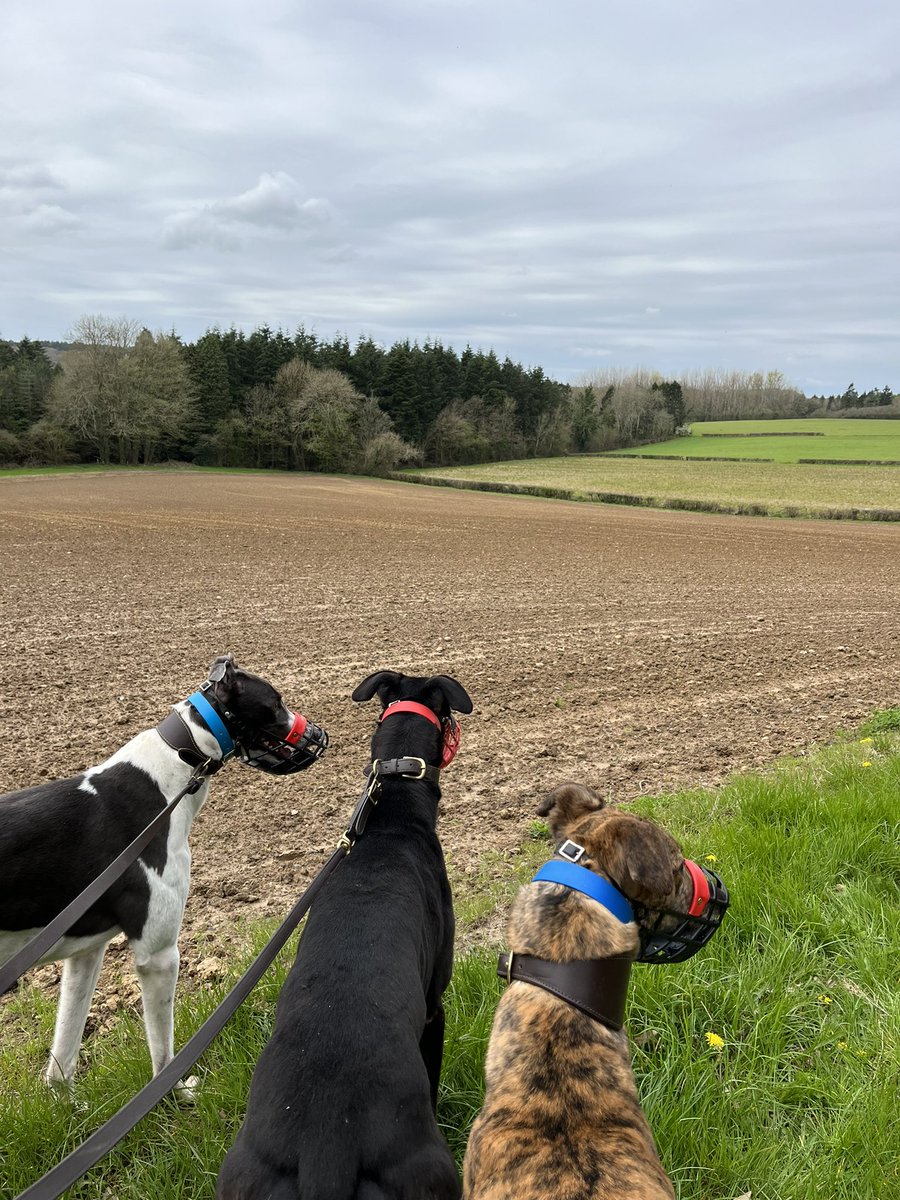 Todays views 🐾🐾

#RacingGreyhounds #Walking #Exercise #AdachiKennels #athletes #lovewhereilive