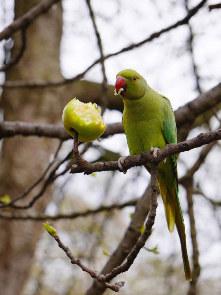Valencia_ruka's tweet photo. parrot 🦜 https://t.co/YIvmpiQoNj