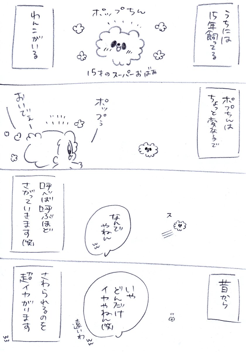 うちのおばあワン😊❤️ 