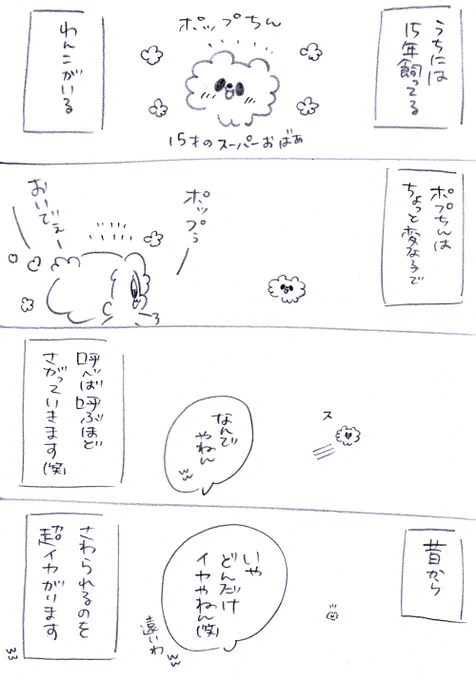 うちのおばあワン😊❤️ 