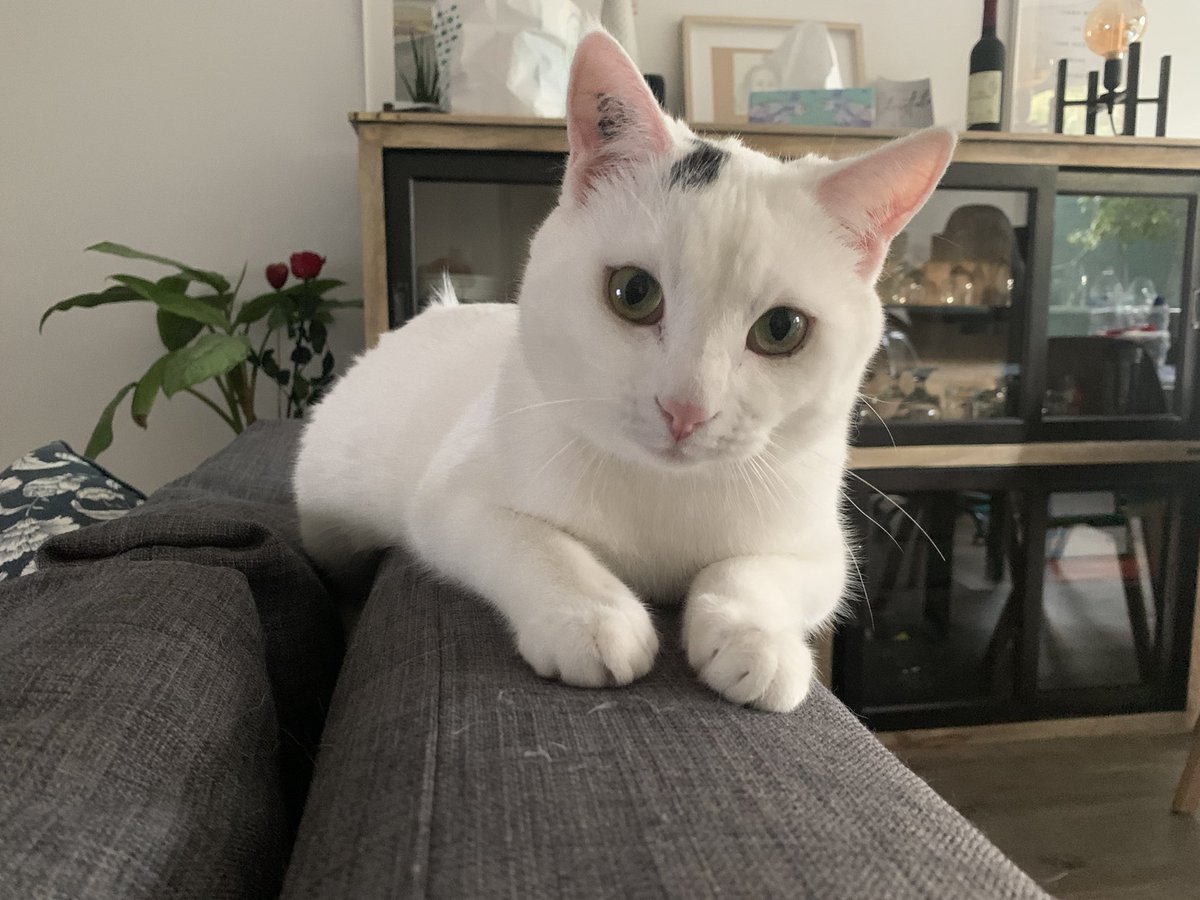 cledaaa's tweet image. On s’est rencontrés à une soirée, maintenant 3 ans d’amour, 1 an de vie commune à l’autre bout de la France et un bébé chat 🤍