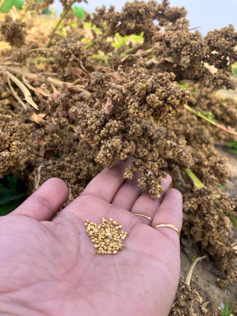 LahkarChayanika's tweet photo. Time to get the seeds from Chenopodium. https://t.co/7HoCMZ5aqO