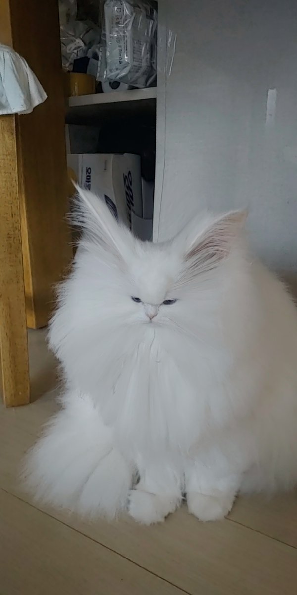 Persian_Bada's tweet photo. 냥권유린짤 https://t.co/XzXvYiTQyi