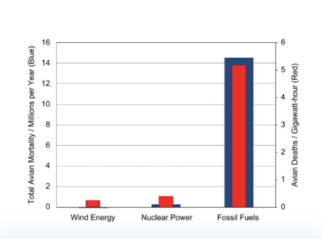 Want to save 70 million birds a year? 🦉🦢🦆🦅🕊️ Build more wind farms Fossil fuel generation kills 17 time more birds per gigawatt-hour than wind energy reneweconomy.com.au/want-to-save-7…