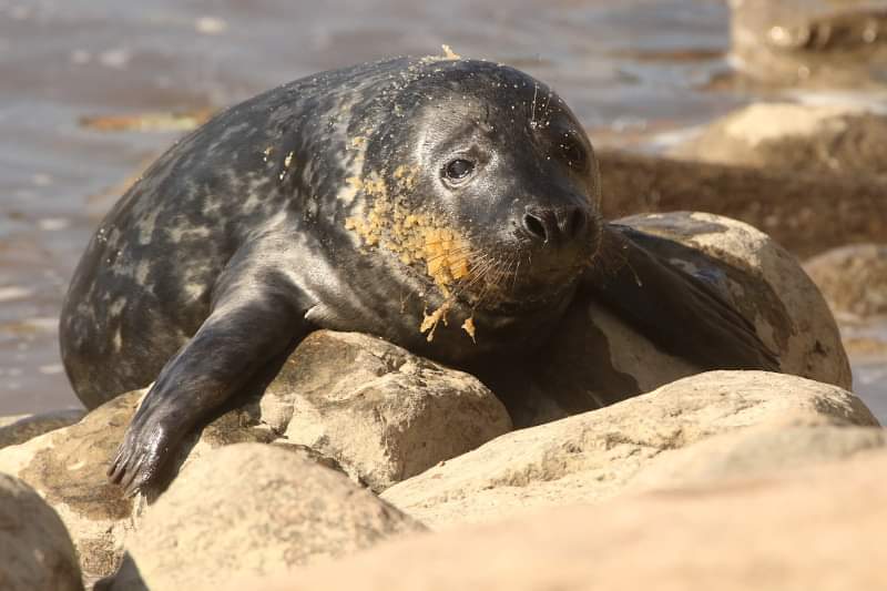 ItsFinnFan's tweet photo. New photo of the week: Grey Seal. https://t.co/2JKZYce2Ou