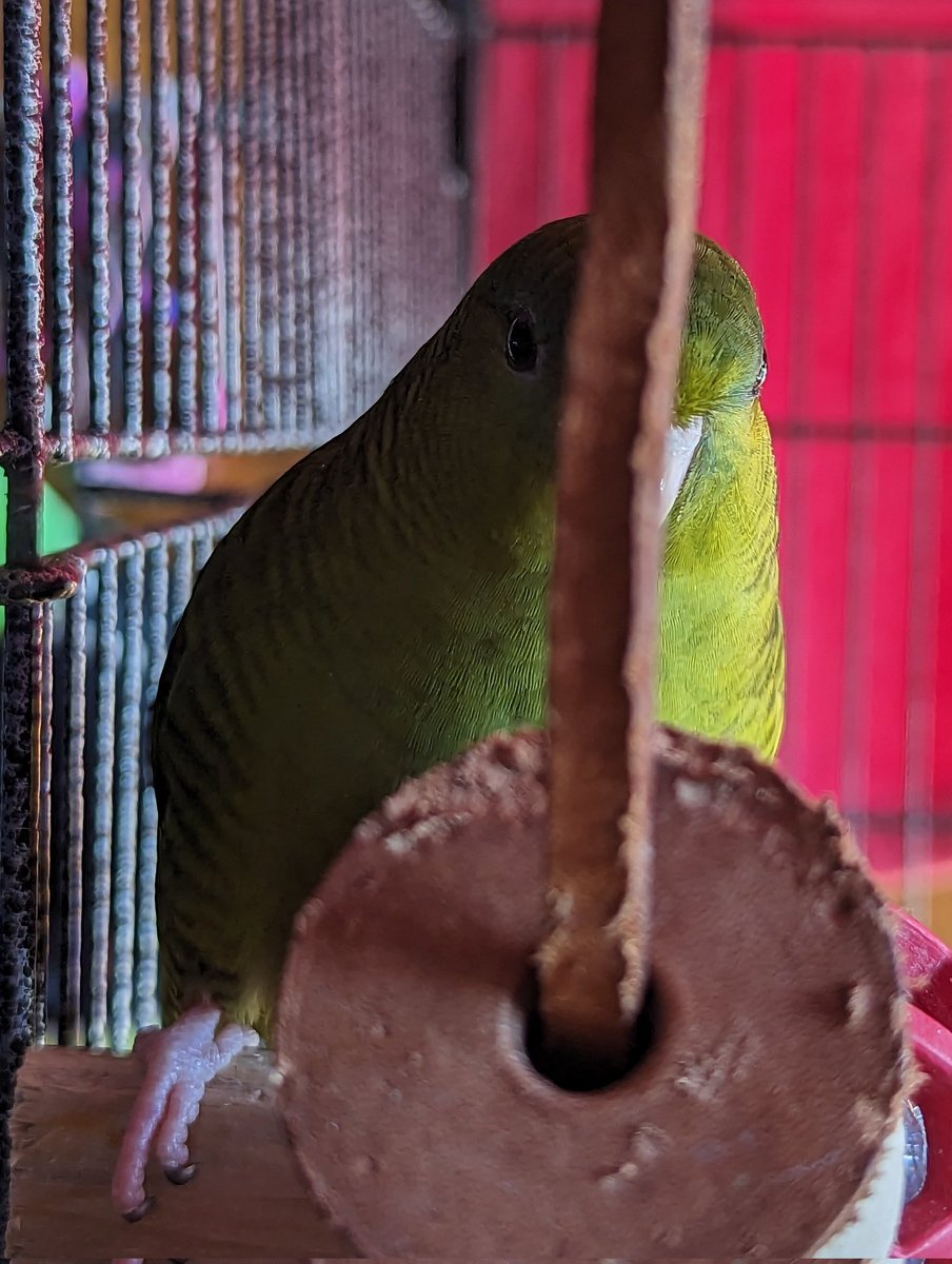 NovA1990's tweet photo. She's trying to hide ๐
๐ธ- Google Pixel 6 Pro
๐จ- Lightroom Mobile
#TeamPixel #Pixel6Pro #MobilePhotography
#TheCapturedCollective #TCCPhotography
#birdphotography #Linnie #LineolatedParakeet https://t.co/KZW9JGM9DS