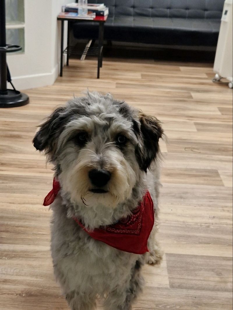 🐶Médiation Animale🐶
Le petit berger basque à rejoint l'équipe ISAE (Insertion Sociale et Accès à l'emploi) au sein de l' ASSOCIATION FAIRE . Il a passé sa première journée auprès de l'équipe et reviendra pour rencontrer chaque semaine tous nos bénéficiaires.