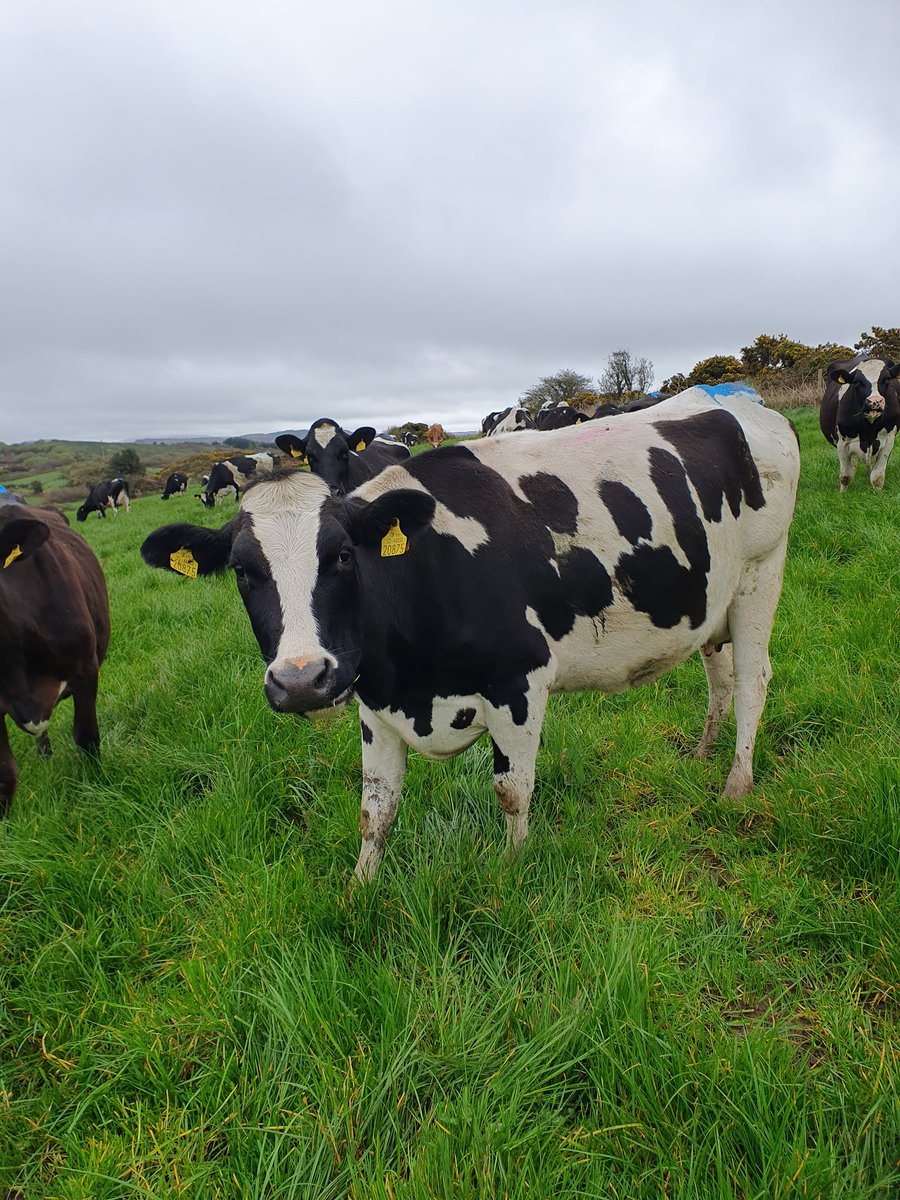 2pintpaddy's tweet photo. Macra weekends away are tough on the old body 🤦😜😝. 2nd rotation kicked off this morning. 

#2ndRotation #GrassToMilk2023 https://t.co/565U0SmHIO