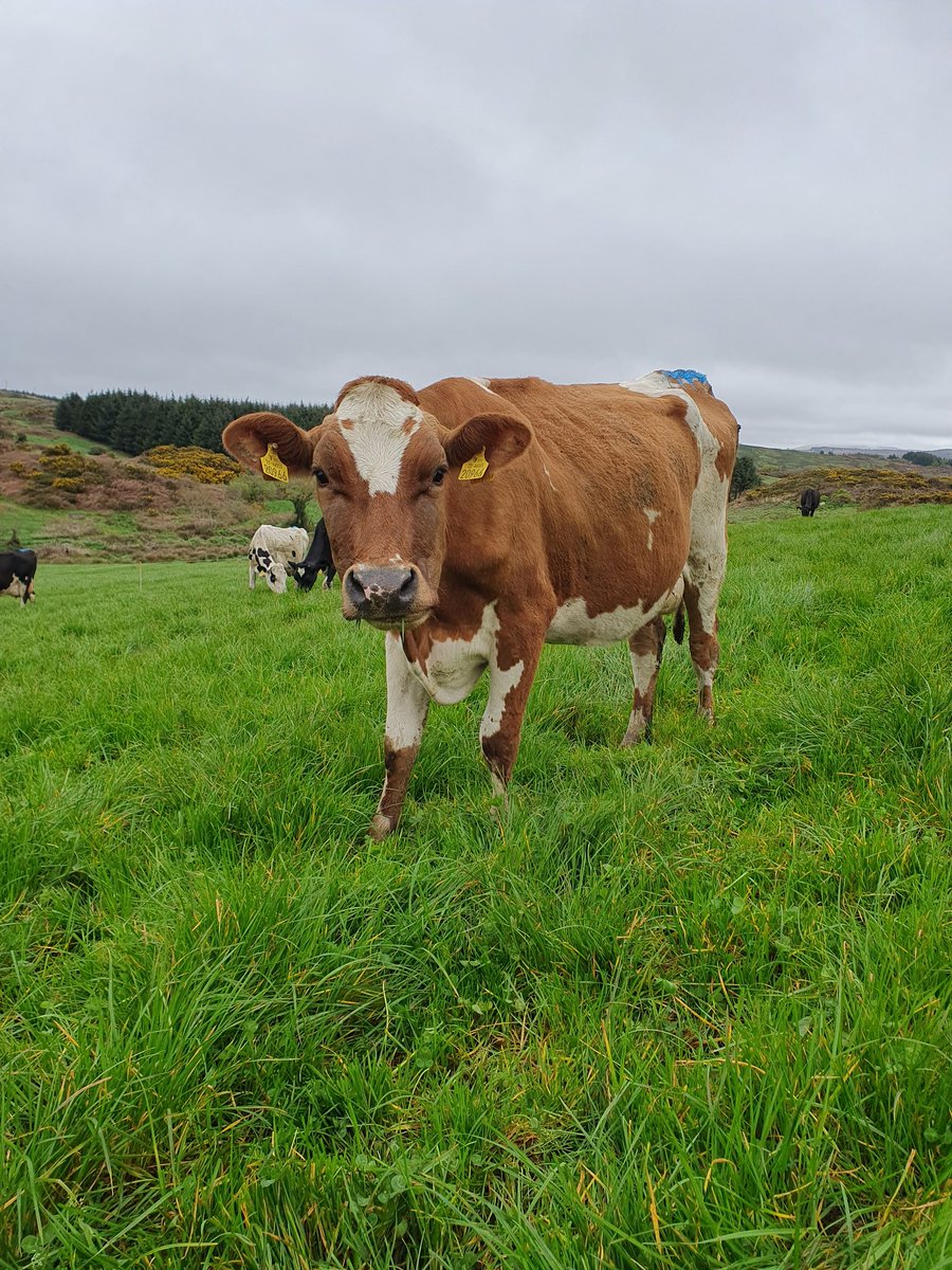 2pintpaddy's tweet photo. Macra weekends away are tough on the old body 🤦😜😝. 2nd rotation kicked off this morning. 

#2ndRotation #GrassToMilk2023 https://t.co/565U0SmHIO