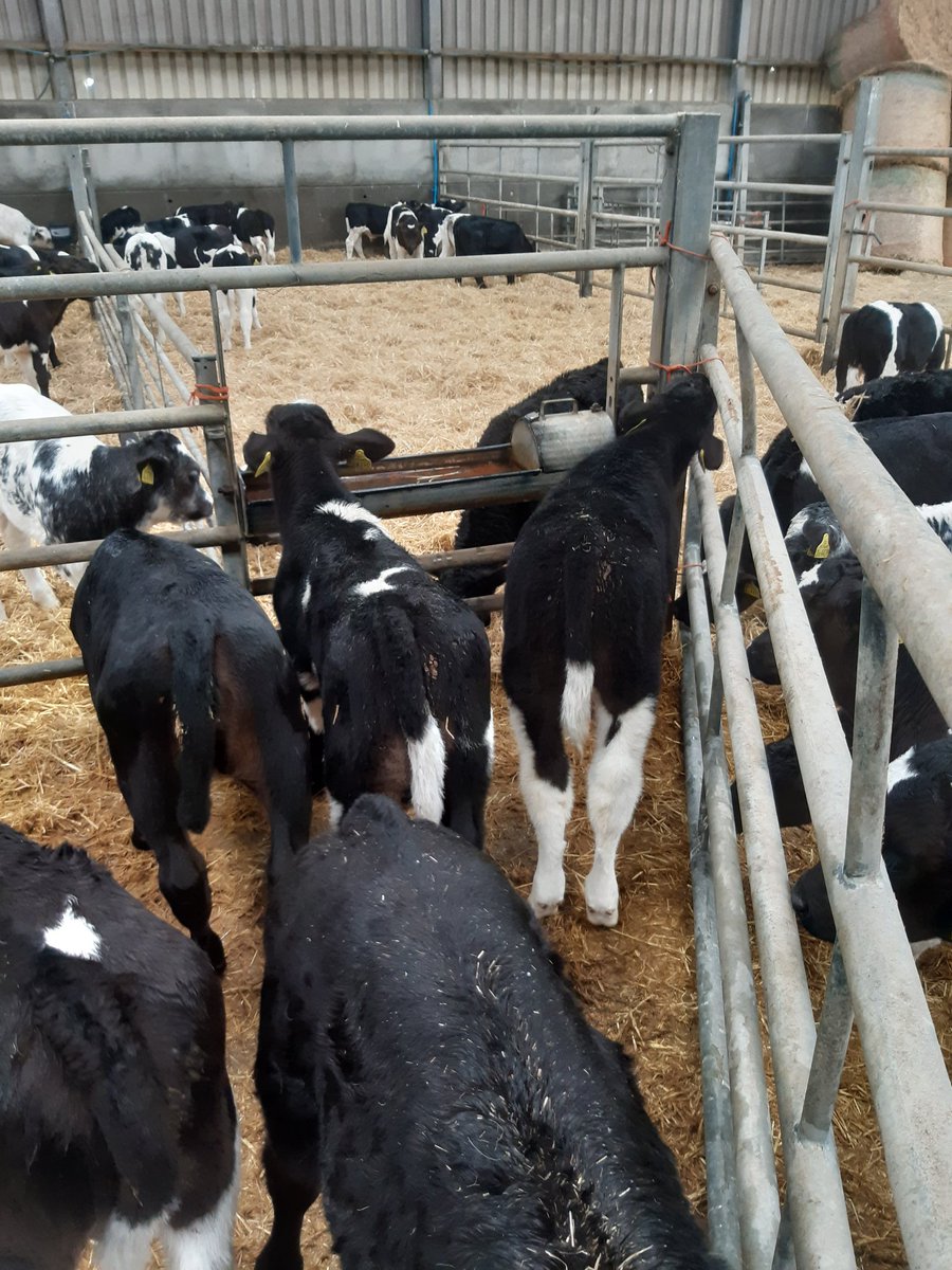 Angus, Blue, Friesian. Don't know which is wider. #milkmonsters