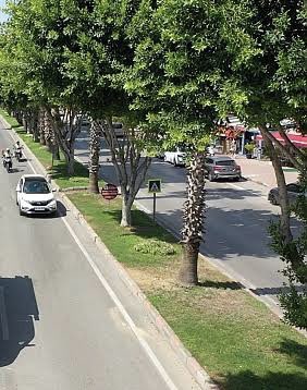 Sevgili Kepez ve Antalya Büyükşehir Belediyeleri, Göksu Mahallesi’nde, Suphi Türel Cad. başta olmak üzere tüm caddelerin refüjlerini, Antalya’nın diğer caddeleri (son foto) gibi ağaçlandırsanız çok güzel olmaz mı? <a href="/ANTALYABB/">ANTALYA BÜYÜKŞEHİR</a> <a href="/kepezbelediyesi/">KEPEZ BELEDİYESİ</a> <a href="/BocekMuhittin/">Muhittin Böcek</a> <a href="/HTutuncu/">Hakan TÜTÜNCÜ</a> #Antalya