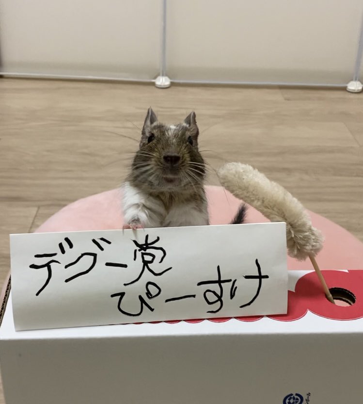 degu_pisuke's tweet photo. 今日はデグー党の政見放送を撮りました📺

①デグーの認知&amp;人気向上、②ペットショップでのデグーグッズの拡充、③デグーを診てくれる病院の増設を公約に、フォロワーさん1,000人目指してがんばります🐭✨

#デグー党　#政見放送
#今日のぴーすけ　#デグー https://t.co/krIz58kJbS