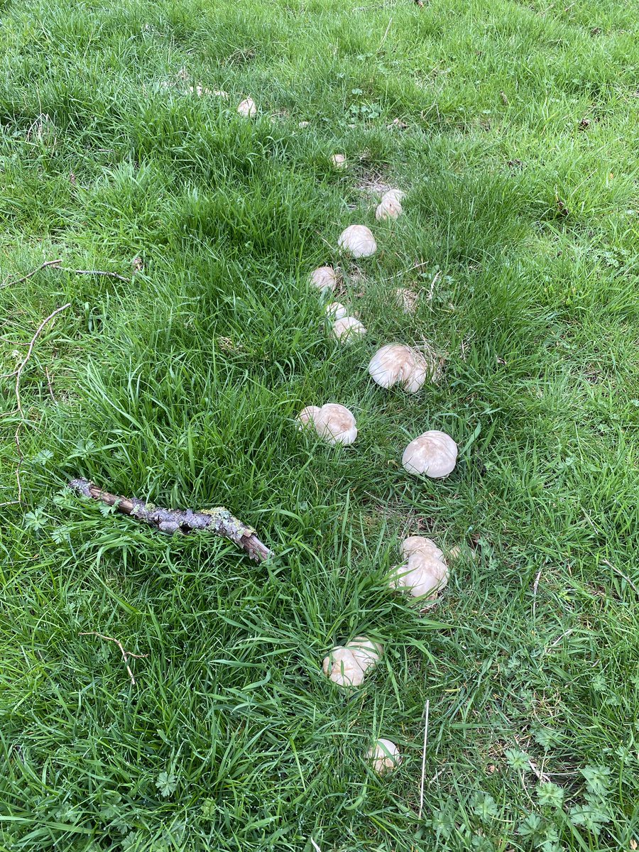 AlanEDown's tweet image. They’re in @ChefMPennington and @MarkDiacono !
A little earlier than I expected after the recent cool and wet conditions but plenty of St George’s #mushrooms 

#foraging #foodforfree