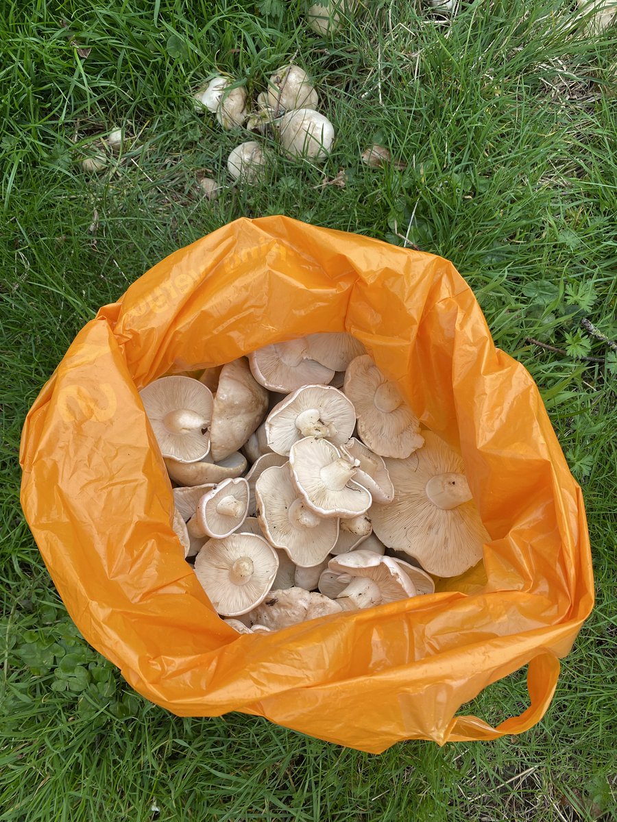 AlanEDown's tweet image. They’re in @ChefMPennington and @MarkDiacono !
A little earlier than I expected after the recent cool and wet conditions but plenty of St George’s #mushrooms 

#foraging #foodforfree