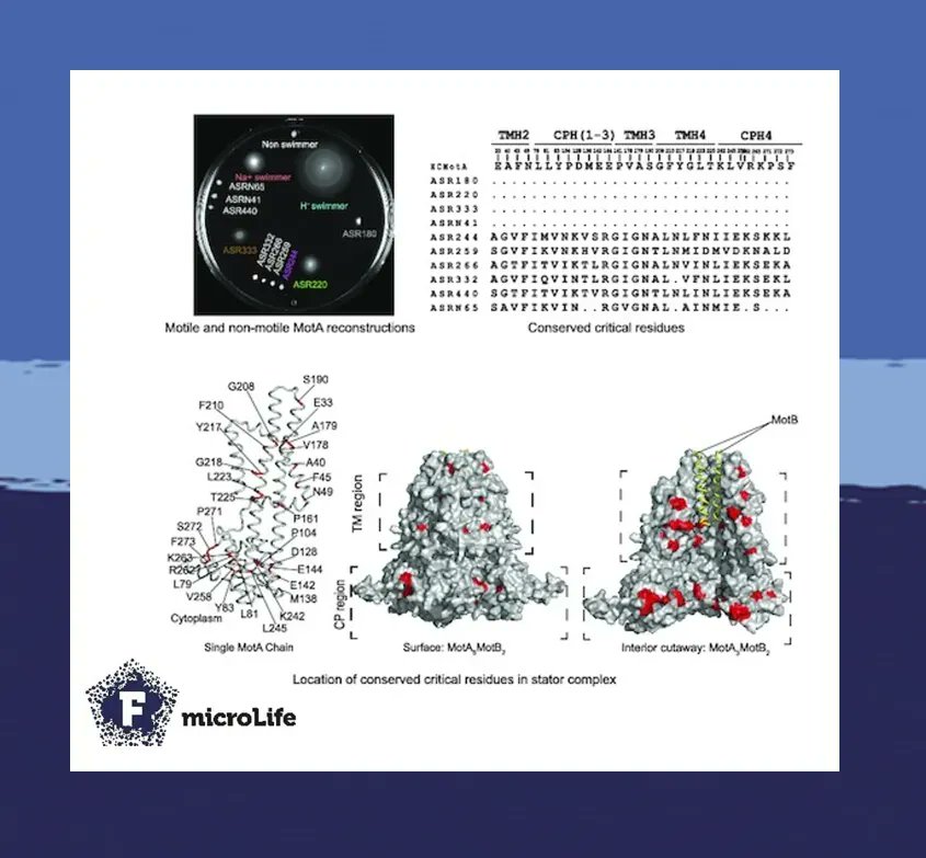 microLife (@microlifejrnl) on Twitter photo Ancestral sequence reconstruction can drive the identification of conserved variable residues in subunits of a molecular complex, as shown by the <a href="/phatmattbaker/">Matt Baker</a> lab with the flagellar motor 🦠
academic.oup.com/microlife/arti… Ancestral sequence reconstruction can drive the identification of conserved variable residues in subunits of a molecular complex, as shown by the <a href="/phatmattbaker/">Matt Baker</a> lab with the flagellar motor 🦠
academic.oup.com/microlife/arti…