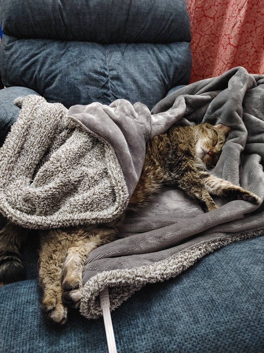 aud_lambert's tweet photo. Any excuse to share my fur babies :) https://t.co/ilqszbdWUq