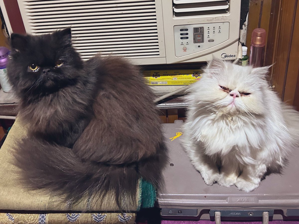 EarthKids5's tweet photo. Perfect Persian &amp; very lucky black cat chilling together.. 😎 https://t.co/Jtyape1wzk