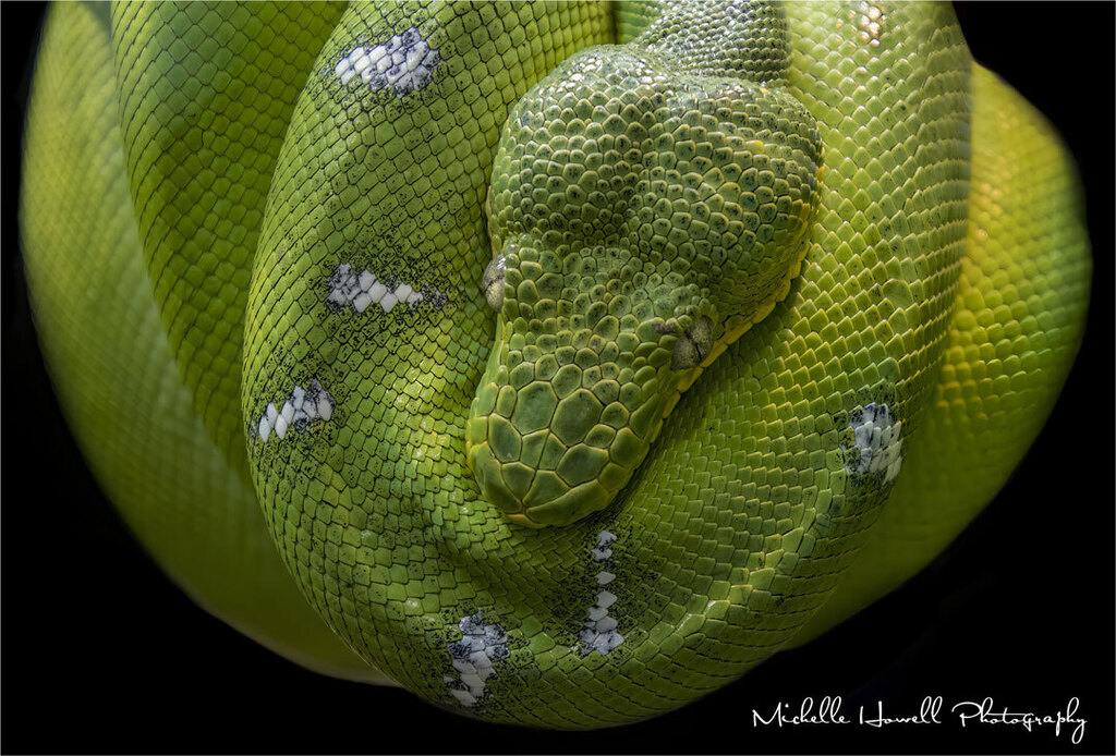 As #MontyPython would say 'And now for something completely different!'
An #emeraldtreeboa.
@michellehowellphotos

 #snake #snakes #snakesofinstagram #reptiles #reptilesofinstagram #jerseyzoo  #naturephotography #sheclicksnet #twitternaturecommunity #michellehowellphotos #na…