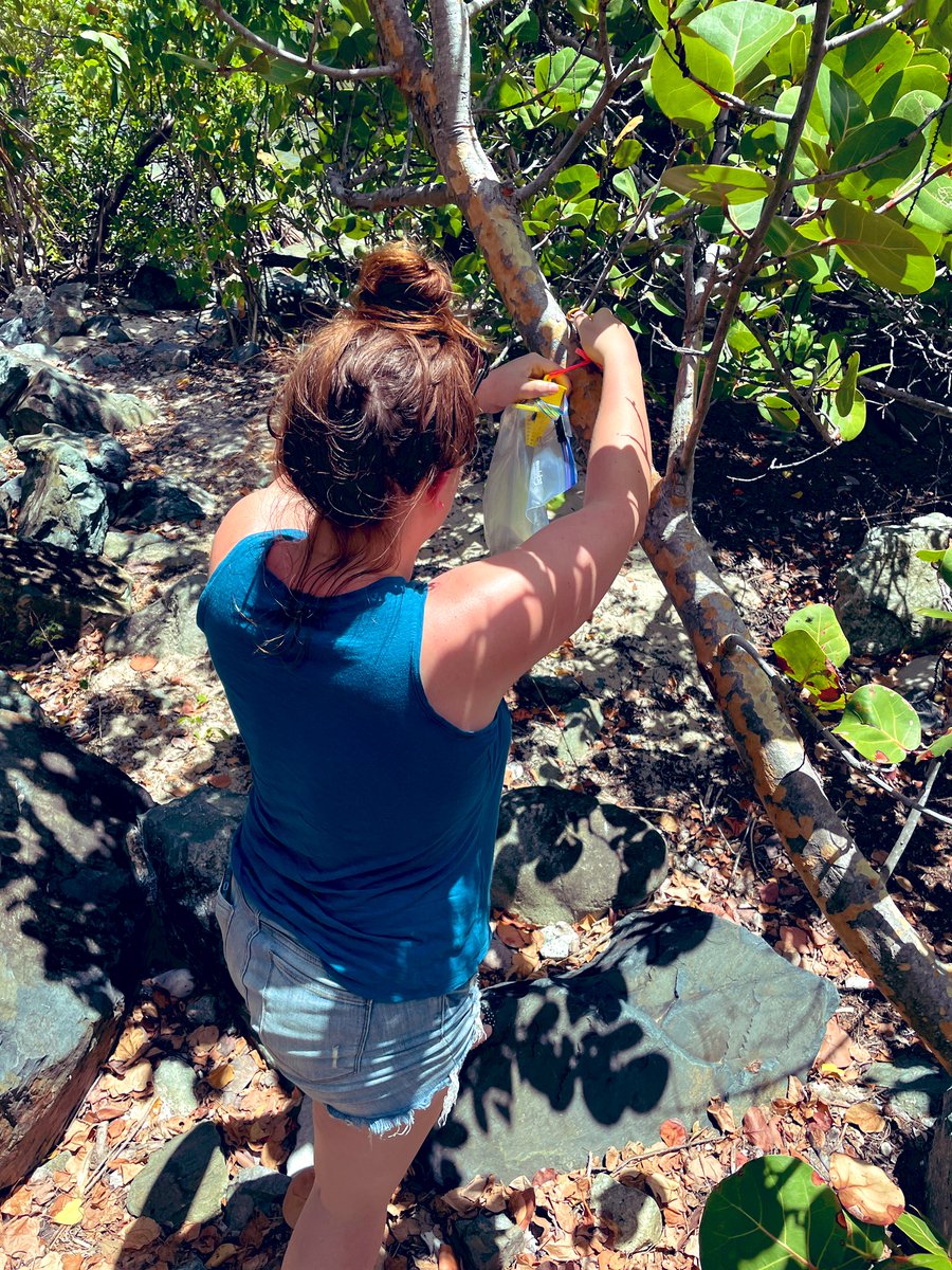 Best thing about #forensicentomology - you can apply it anywhere and traps don’t need to be expensive! #blowflies #fleshflies