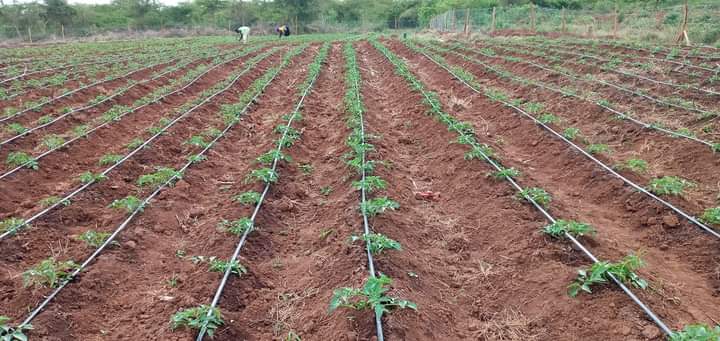 Kakuru Nkiinga Martin (@kakurunkiinga) on Twitter photo Drip irrigation, get many more farming practices and knowledge from <a href="/InputiINC/">Inputi Limited</a>
#aFarmOnWheels Drip irrigation, get many more farming practices and knowledge from <a href="/InputiINC/">Inputi Limited</a>
#aFarmOnWheels