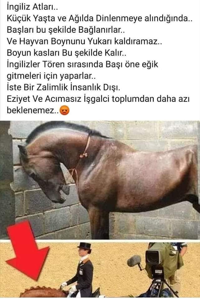 İnsanoğlu gibi acımasız bir canlı türü yok