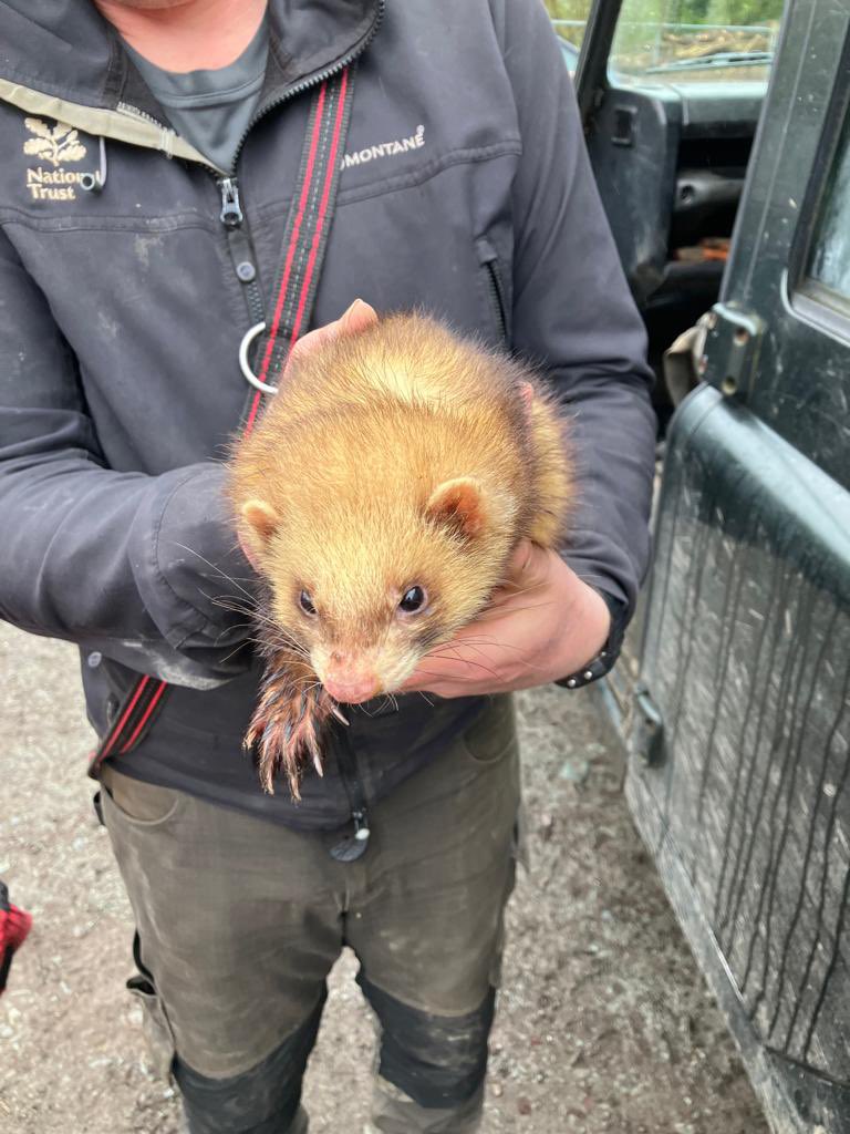 Our Rangers at #TarnHows have just picked up this friendly chap. Has anyone lost a ferret? Help us find his owners #coniston #LakeDistrict #lostpet @RSPCA_official
