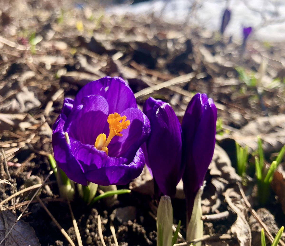 Nopeita liikkeissään nämä krookukset! Vuorokausi sitten näkyvissä oli vain pikkuiset lehdenalut. 

Ensimmäiset kukat ilmestyvät aina lämpöisemmälle paikalle etupihalle. Kannatti nähdä vaivaa kukkapenkin perustamisessa!
#kevät #crocus