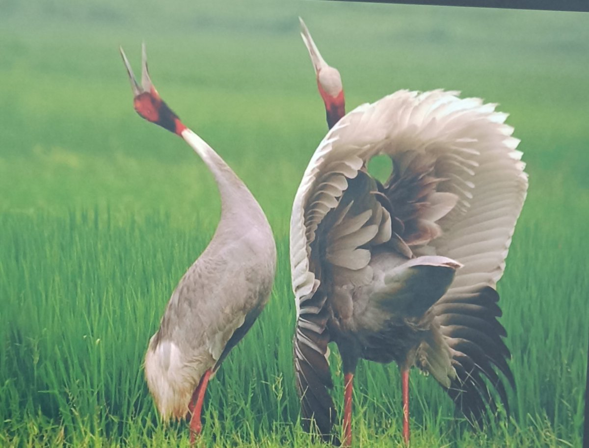 Can you identify the bird?

Used to be abundant previously, but now it's population is decreasing.
<a href="/moefcc/">MoEF&CC</a> #birds <a href="/IGNFA_GoI/">IGNFA</a> #wildlife
#conservation