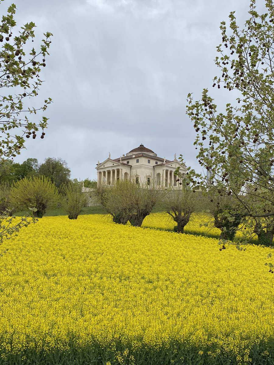 BFavaron's tweet photo. #LaRotonda #Vicenza #Primavera #giallo #foto #photo #picoftheday #pratogiallo #fiori #flowers https://t.co/rykPoWO86f