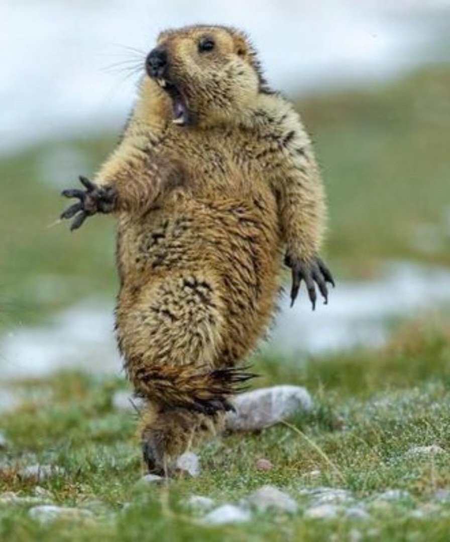 Lailallima's tweet photo. @Rainmaker1973 Me when the shower is too cold https://t.co/cNx6Y7jm8C