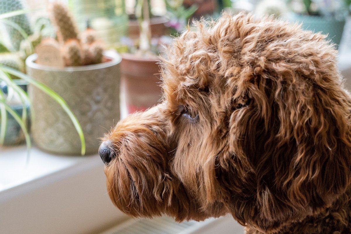 CockapooDaisy's tweet image. I’m keeping a lookout for squirrels while the Toy Finder gardens