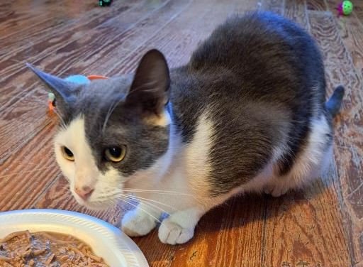 Meet Tilly

Tilly is a young cat. She really loves people and likes other cats. Tilly enjoys playing, but really wants affection from humans after being found out on the streets. Can you give Tilly her furever home? 

buff.ly/3FTEyrW