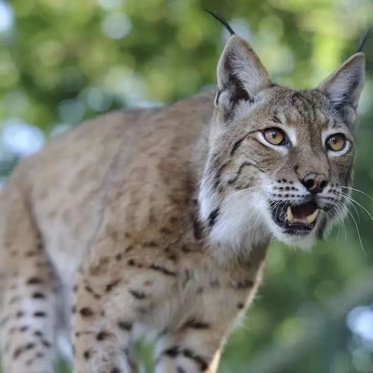 TibetNews11's tweet photo. #lince #selvatica della #zona di #Ali https://t.co/enOLVHYnVa