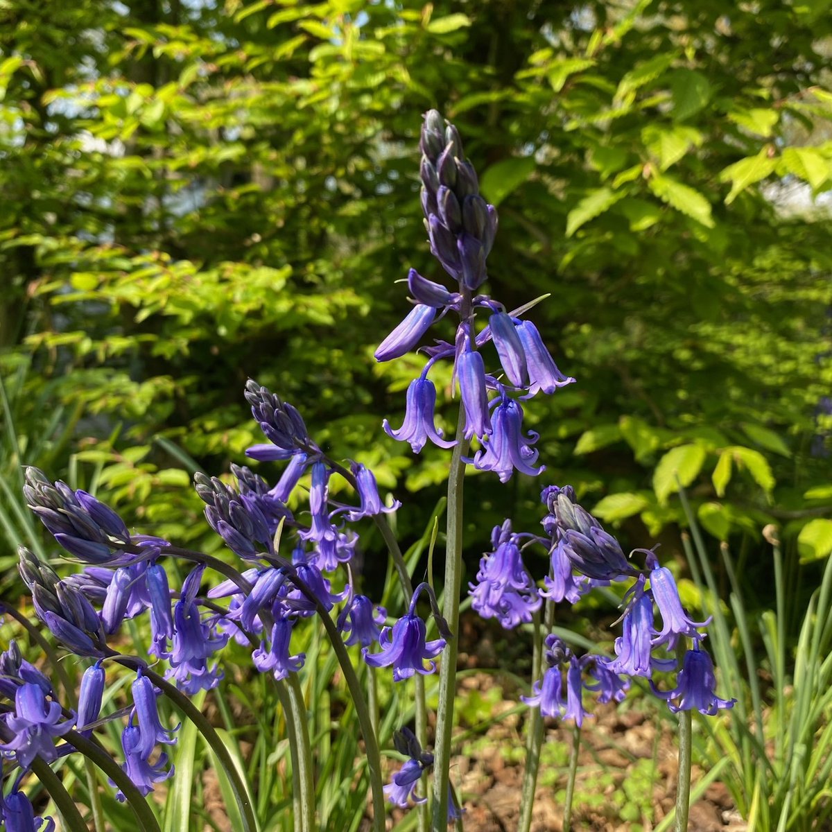 It feels like a fairy glen in our Wilderness!🧚‍♀️
The bluebells are looking beautiful, tucked along hedgerows and in shady garden compartments🌸🌳🌼
#spring #bluebells #garden #gardens #nature #wellbeing #flowers #RHSPartnerGarden #RHSPartnerGardens #Richmond #London #VisitRichmond