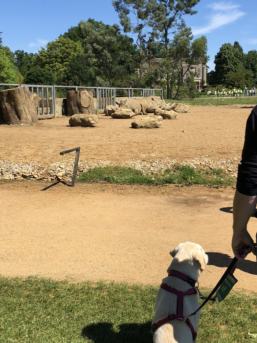 Cubs_Mum's tweet photo. @AssistanceZiggy @banhamzoo @trussliz Cotswold Safari Park is very welcoming of those with dogs, pets, assistance dogs and those in training too. 🦮 https://t.co/iTDrHIYfLG
