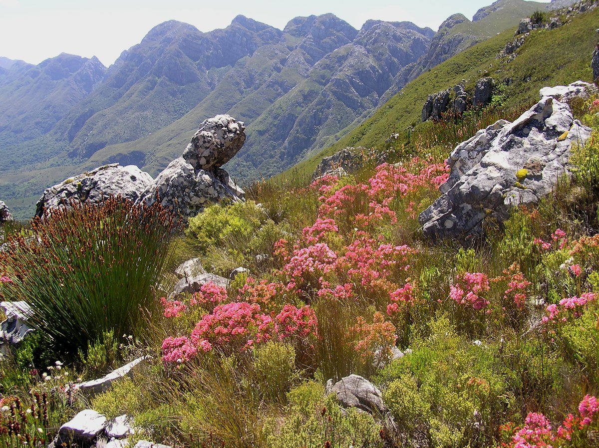 We are hiring a South African postdoc, working on invasion in the fynbos with remote sensing technology ✈️🛰️, as part of @nasa_bioscape. Join our awesome team including <a href="/SthAfricanVoice/">Alanna Rebelo</a>, <a href="/LauraEllenDee/">Laura Dee @lauradee.bsky.social</a>, <a href="/KatharineSuding/">Katharine Suding</a> @carBenPoulter and Peter Adler.

➡️drive.google.com/file/d/1tyR0oI…