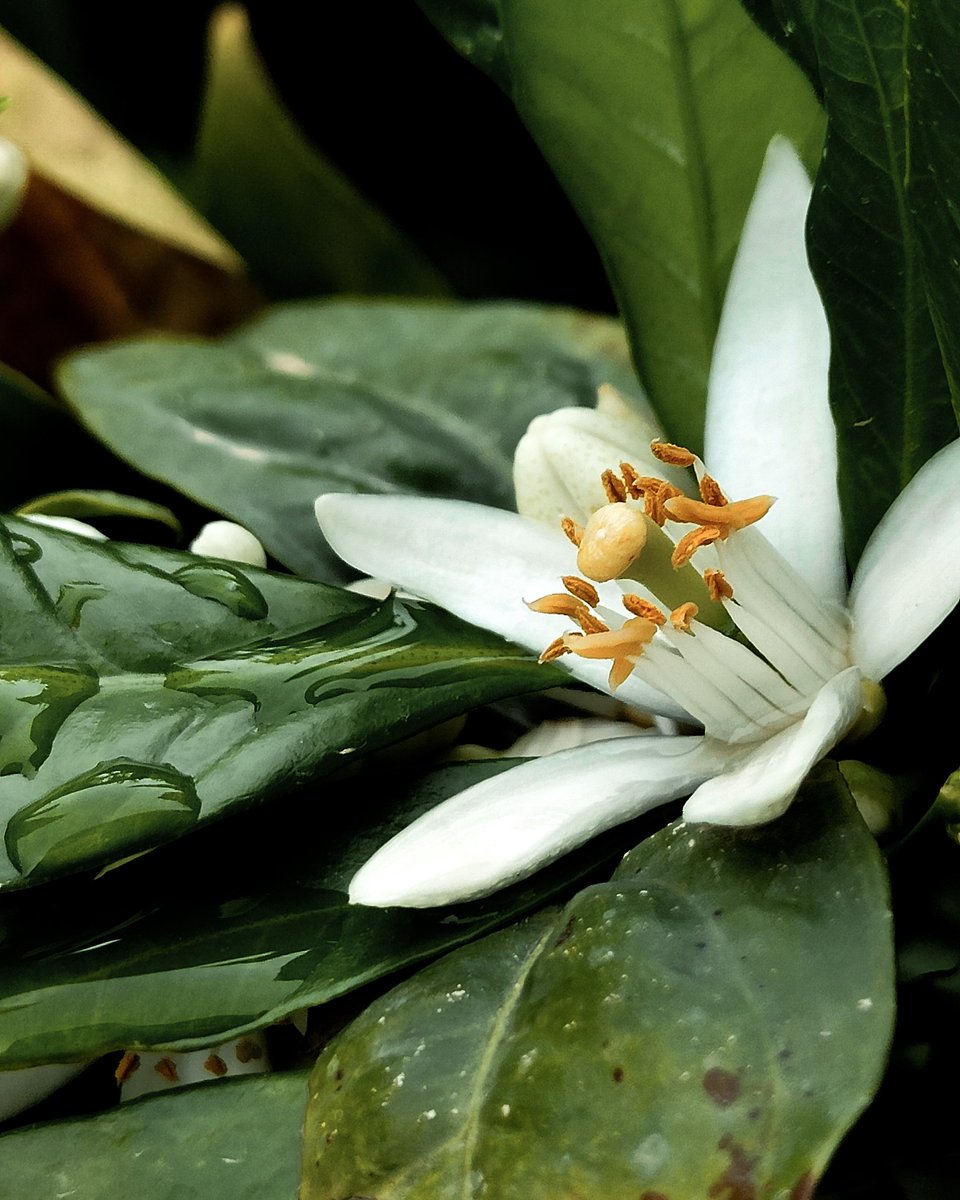 MarieDermar's tweet photo. Felice lunedì! Auguro a tutti voi un buon inizio di settimana.
Happy Monday!
Wishing you all a great start to the week.
#gardening #springflowers #cottagegarden #zagara #arancio #gardeningtwitter https://t.co/svo5dxuOua