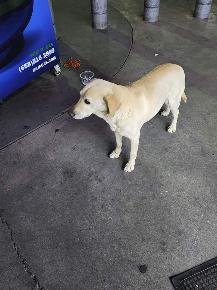 Update: No rescue or foster found yet. He can't stay here past Monday. Any help would be appreciated. I'm desperately trying to find him temporary shelter.

Good evening everyone! I just found this guy abandoned in front of a grocery store in Mexicali. He was abandoned