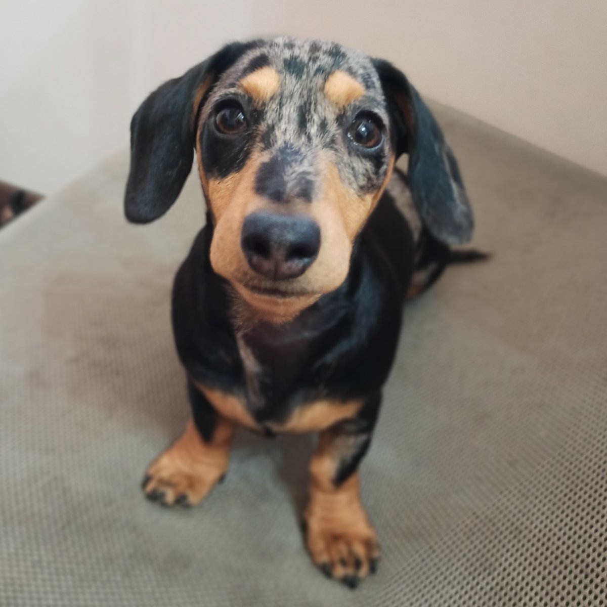 MesserCortese's tweet photo. Il fatto che tu debba lavare per terra non implica il mio abbandono della poltroncina... Un vero Basso non scende a patti. 😤 #NeverCompromise 
#Dachshund #Bassotto #MyNameIs #WednesdayAddams https://t.co/iMqHEW9Qil
