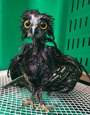 AMAZlNGNATURE's tweet photo. Friendly reminder that owls are not waterproof. This is why you never see them in the rain. https://t.co/7q88T1m3LR