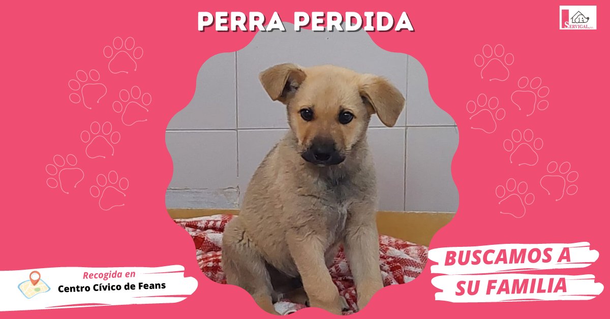 LaceriaServigal's tweet photo. 💔 PERRITOS PERDIDOS

📅 El sábado recogimos en el Centro Cívico de #Feans estos dos 🐕 cachorros de mastín.

🐶 Un macho negro, con hocico y patas marrones.
🐶 Una hembra marrón clarito.

📍 Se encuentran en nuestras instalaciones de Bens.

👪 ¡Ayúdanos a encontrar a su familia! https://t.co/plmCTZSu5u